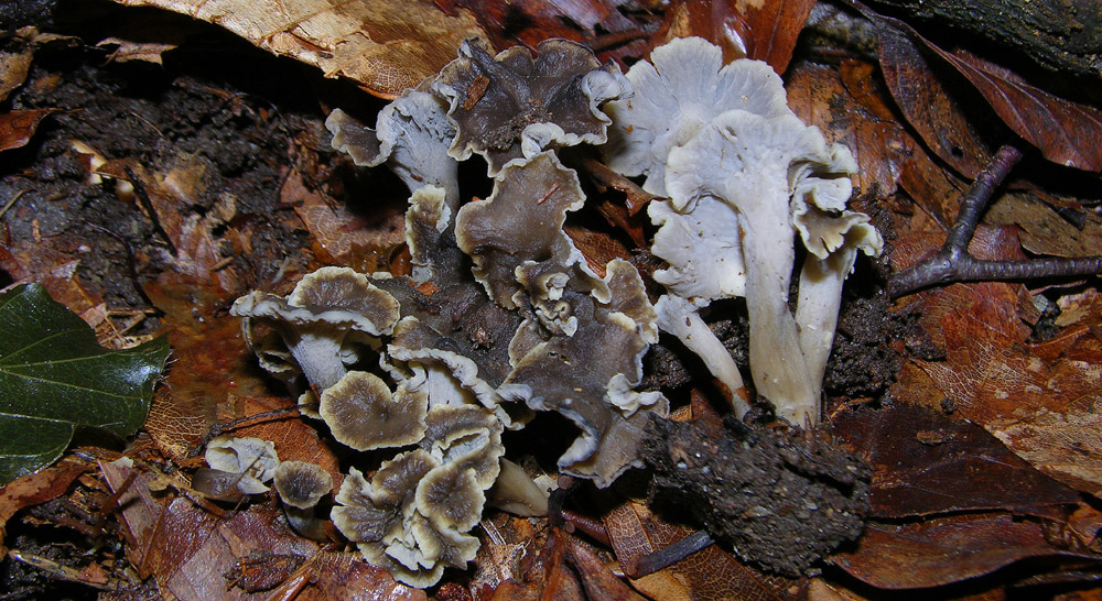 Pseudocraterellus undulatus (Pers.) Rauschert,